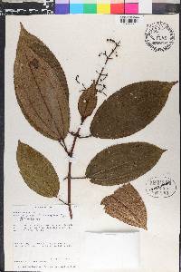 Miconia pileata image