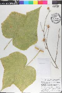 Kosteletzkya tubiflora image
