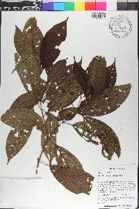 Miconia amacurensis image