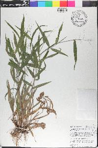 Dichanthelium commutatum subsp. commutatum image