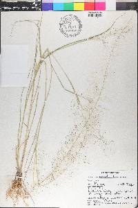 Sporobolus tenuissimus image