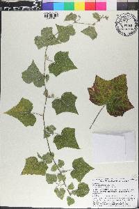 Pavonia cancellata image