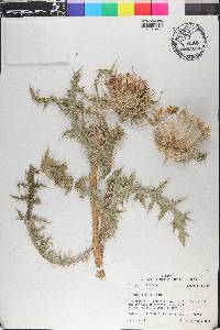 Cirsium horridulum image