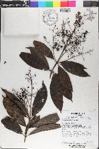 Miconia longifolia image