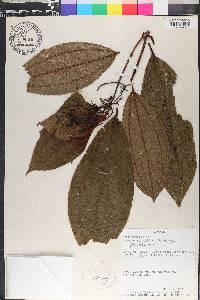 Miconia pileata image