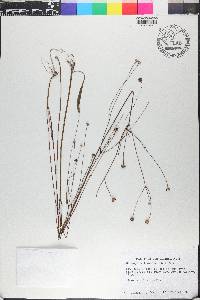 Coreopsis leavenworthii image