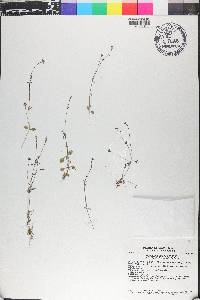 Houstonia pusilla image