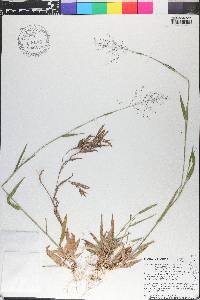 Dichanthelium acuminatum subsp. acuminatum image