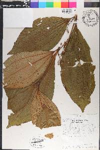Miconia bractiflora image
