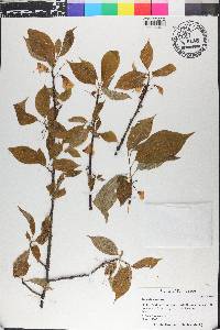 Halesia carolina image