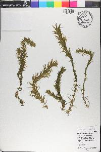 Elodea canadensis image