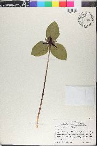 Trillium stamineum image