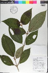 Miconia dentata image