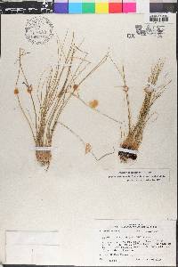 Isoëtes melanopoda image