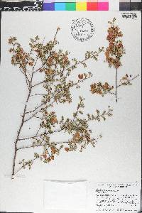 Dodonaea boroniifolia image