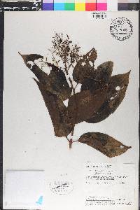 Miconia phaeophylla image