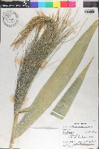 Thysanolaena maxima image