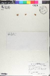 Lepuropetalon spathulatum image