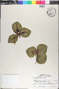 Trillium decumbens image