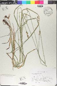 Carex aggregata image