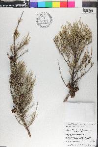 Allocasuarina humilis image