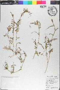 Vicia caroliniana image