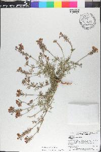 Verbena aristigera image