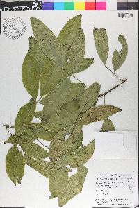 Glycosmis parviflora image