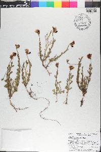 Isotropis cuneifolia image