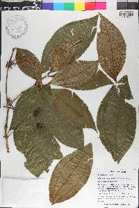 Miconia conglomerata image
