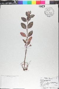 Eucalyptus diversicolor image