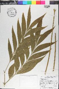 Bowenia spectabilis image