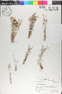 Juncus capitatus image