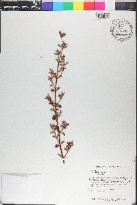Comolia microphylla image