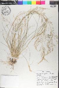Eragrostis acutiflora image