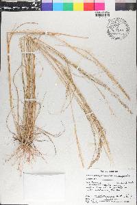 Sporobolus indicus var. pyramidalis image