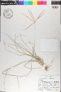 Chloris sagraeana image