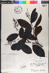 Miconia phaeophylla image