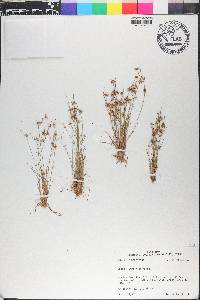 Juncus capitatus image