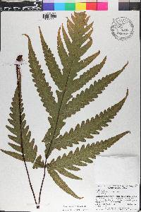 Tectaria confluens image