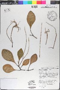 Peperomia obtusifolia image