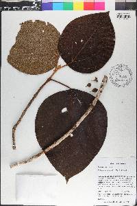 Bellucia mespiloides image
