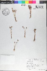 Juncus capitatus image