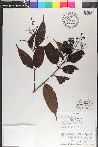 Miconia minutiflora image