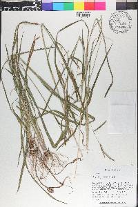 Paspalum convexum image