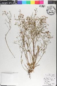 Saxifraga michauxii image