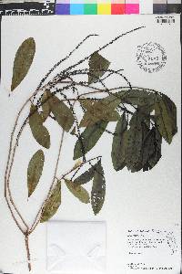 Cyrilla racemiflora image