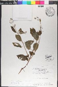 Aciotis rubricaulis image