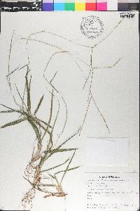 Paspalum conjugatum image