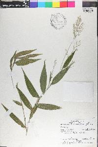 Ichnanthus pallens image
